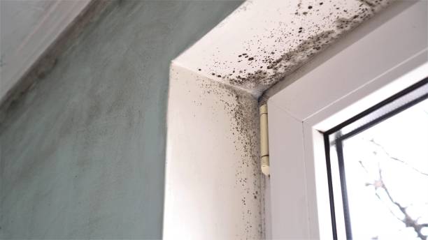 Best Water Damage & Mold Remediation  in Ellerslie, GA