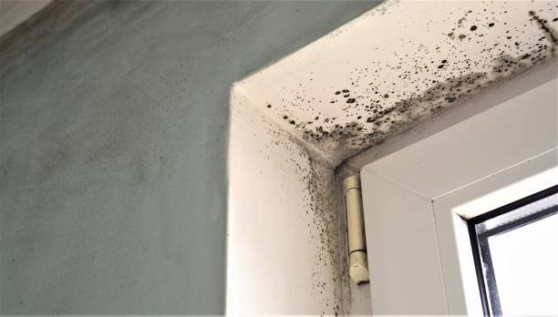 Best Emergency Mold Remediation  in Ellerslie, GA