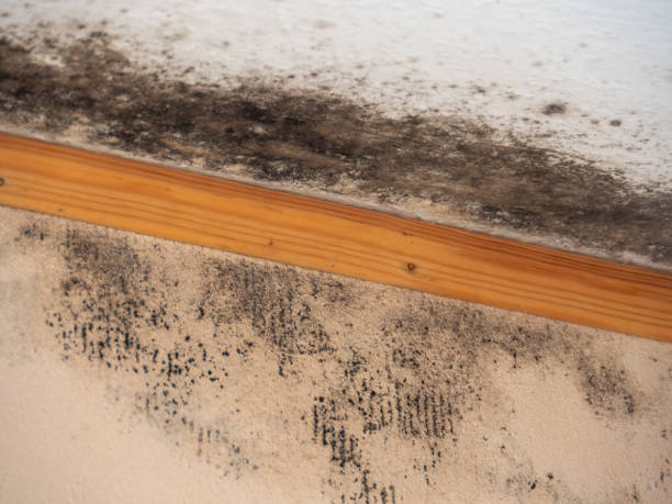 Professional Mold Removal in Ellerslie, GA