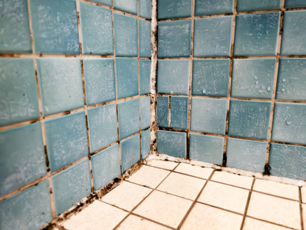 Mold Removal for HVAC Installations in Ellerslie, GA